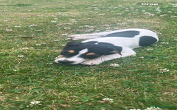 Jack Russell dogs for sale: JACKRUSSELL PUPPYS in Shrewsbury - Image 19