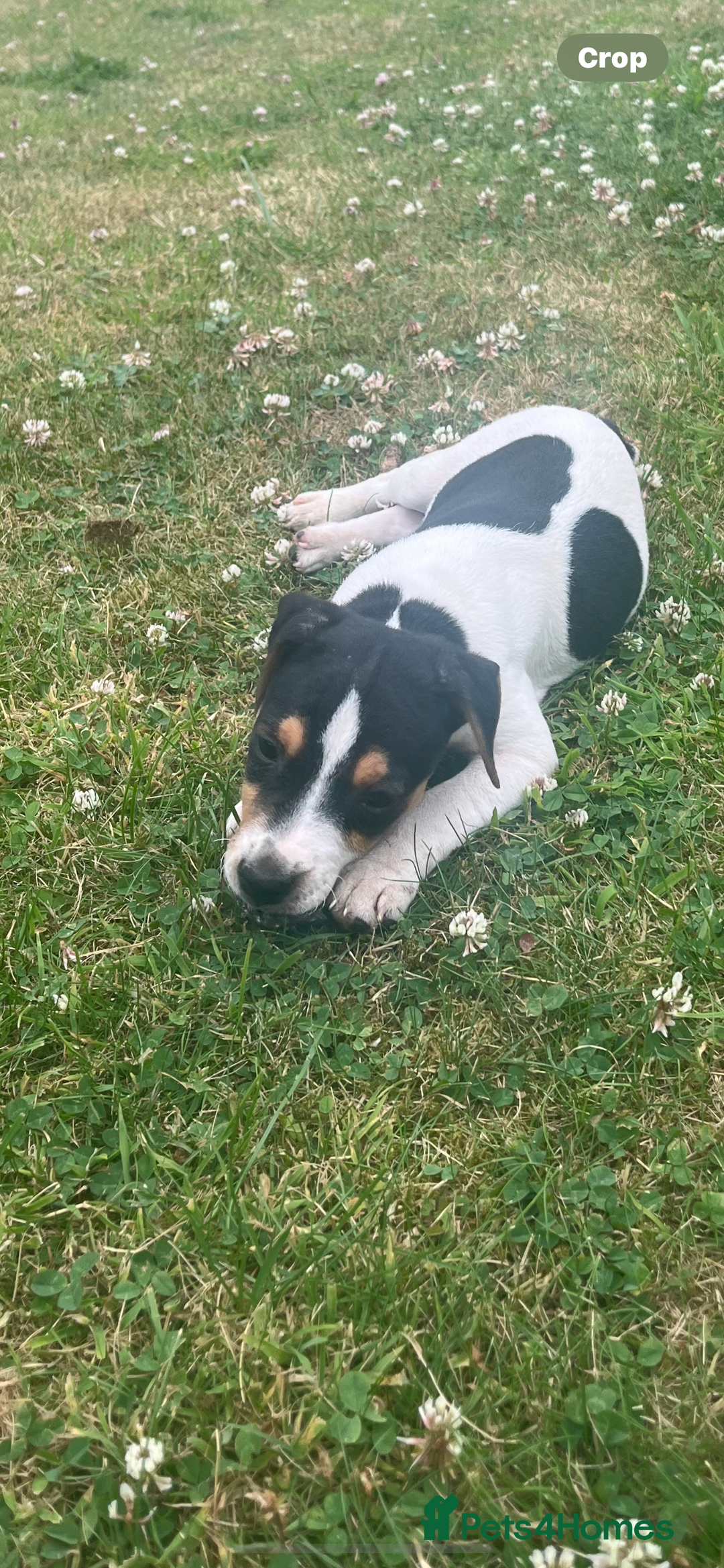 Jack Russell dogs for sale: JACKRUSSELL PUPPYS in Shrewsbury - Image 19