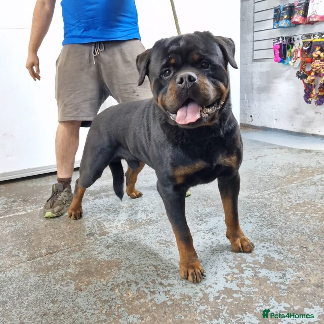 Rottweiler dogs for sale: 🏆Repeat breeding by No.1 Stud in the UK METAL!!🏆 - Image 9