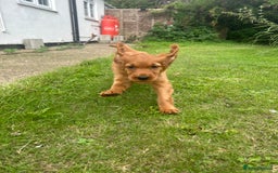Mixed Breed dogs for sale: Rare Litter of Golden Irish puppies available  - Image 5