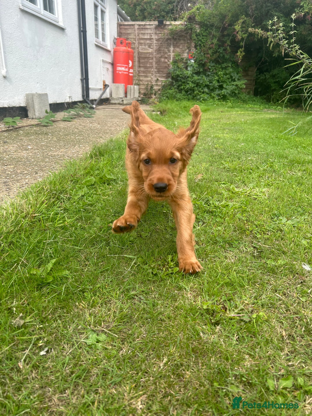 Mixed Breed dogs for sale: Rare Litter of Golden Irish puppies available  - Image 5