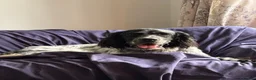 English Setter dogs for adoption: Zeus  - Advert 4