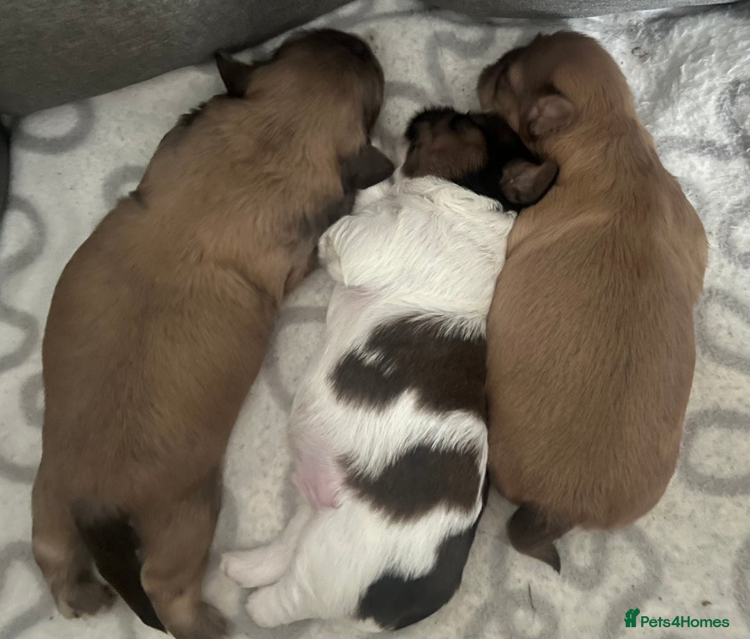 Shih Tzu dogs for sale: Absolutely beautiful shih tzu puppies - Image 10
