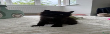 Black long-hair girl 