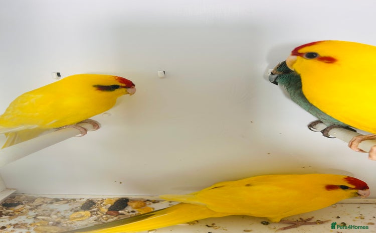 Parakeets birds - Advert 4