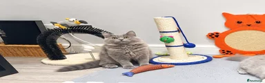 British Longhair 2