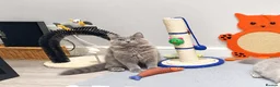 British Longhair cats for sale: British longhair kittens  - Advert 9