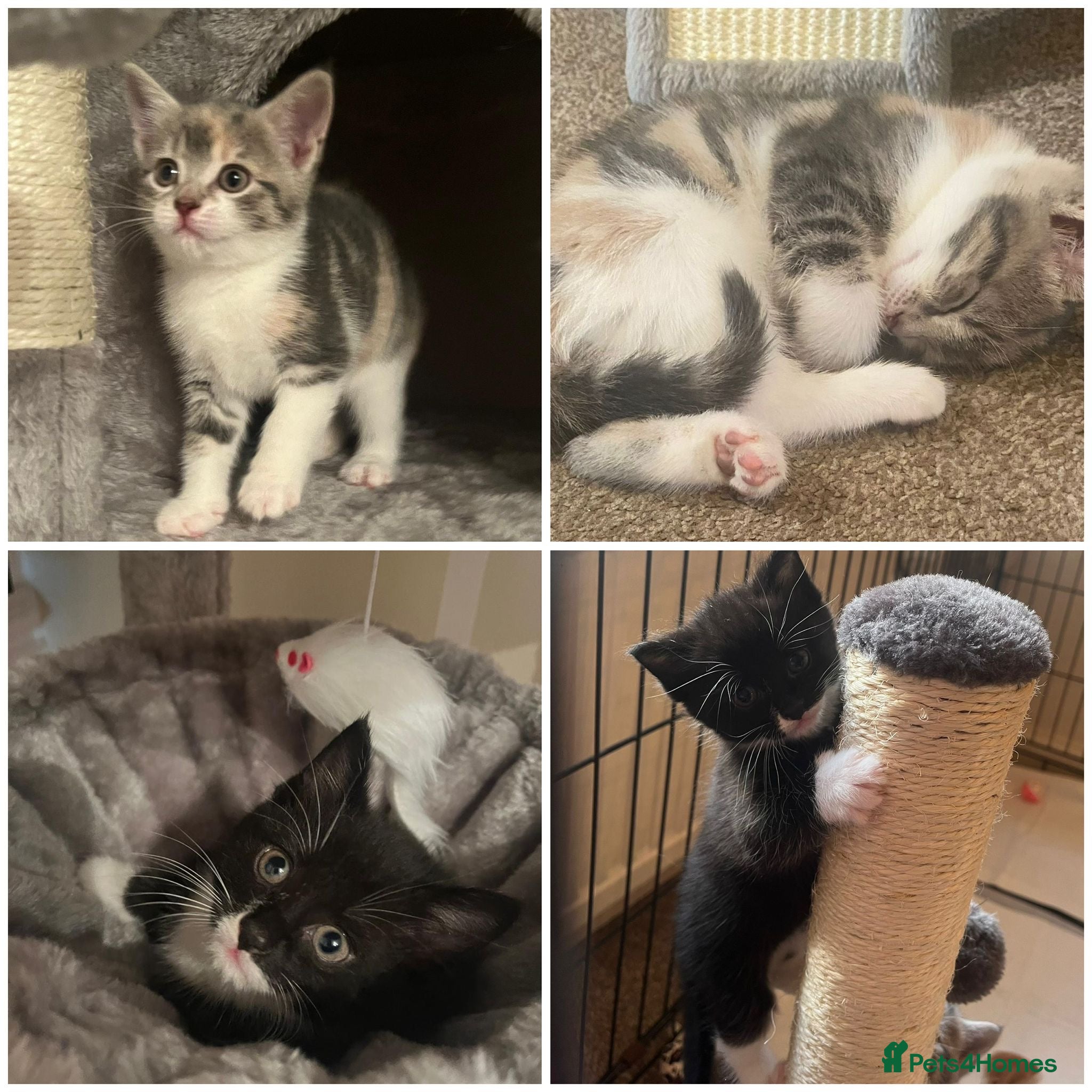 Mixed Breed cats Adorable mix colour kittens.  Ready now. - Advert 1