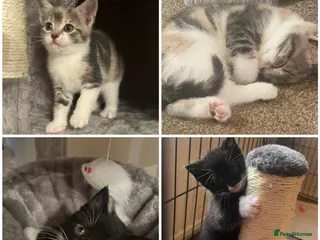 Mixed Breed cats Adorable mix colour kittens. Ready now. - Advert 1