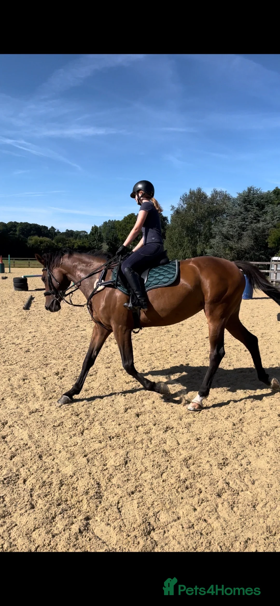 British Warmblood horses for sale: Head turner show jumper  in Woodbridge - Advert 2