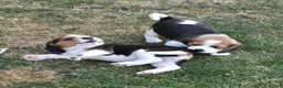 Beagle dogs for sale: Gorgeous KC reg puppies - Advert 33