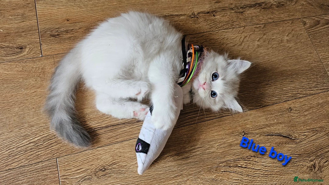 Ragdoll cats for sale: 2 Boys left Gccf £950 Ragdolls  - Image 8