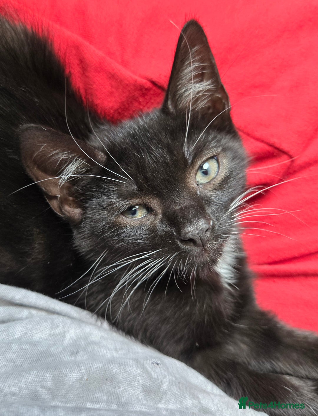 Mixed Breed cats for sale: Tuxedo boy still available 15th Oct - Image 13