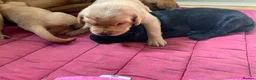 Goldador dogs for sale:  Goldador Puppies - Retriever/labrador  🐾 in York - Advert 3
