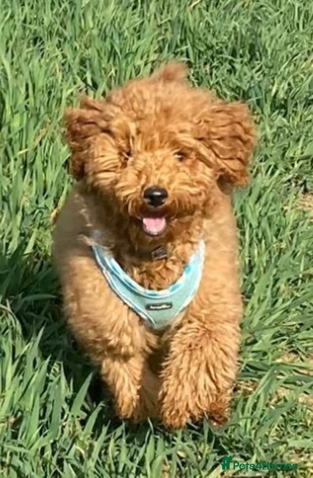 Labradoodle dogs for sale: Gorgeous miniature labradoodles - Advert 9