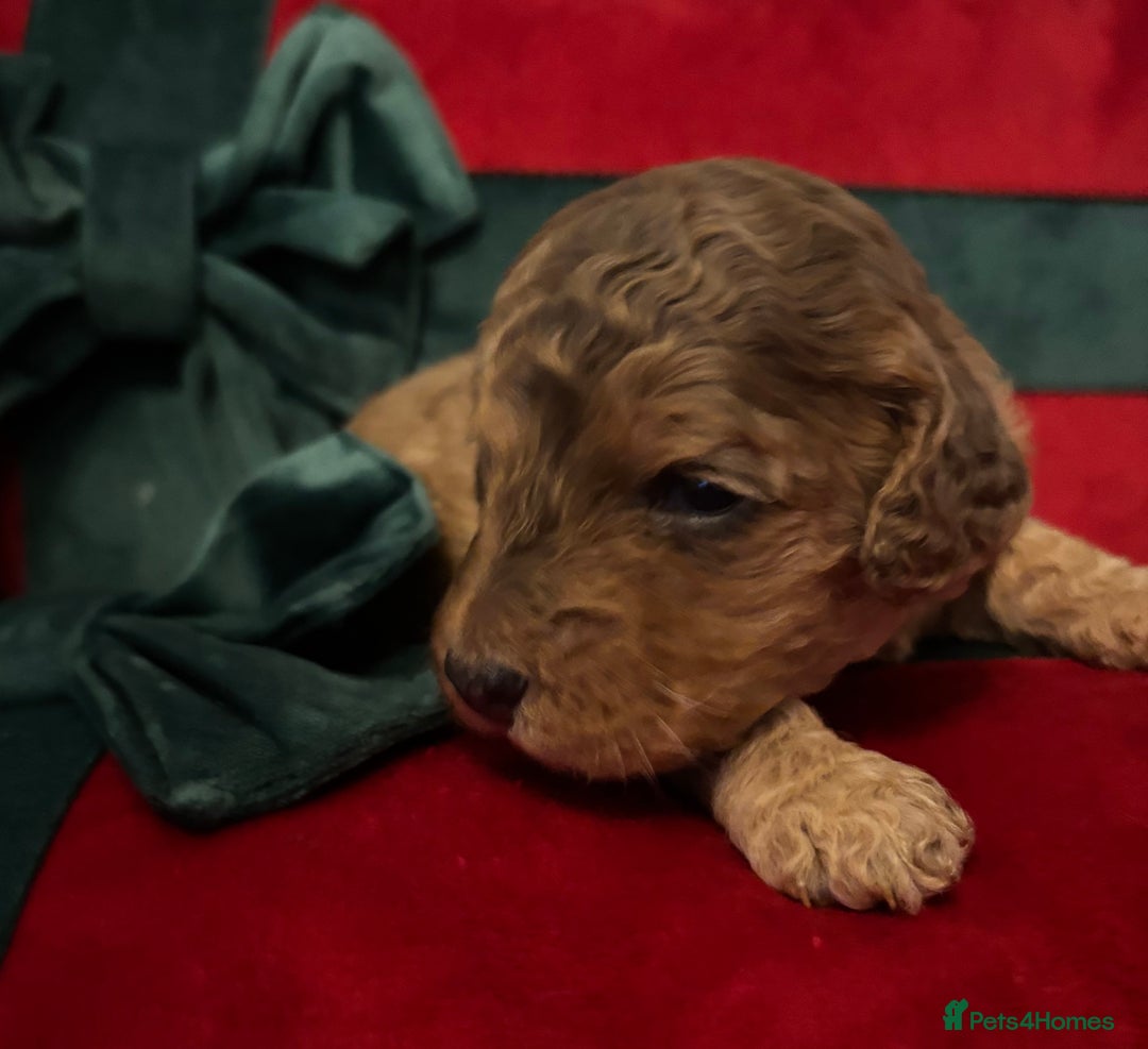 Cockapoo dogs for sale: ⭐️OUTSTANDING, HIGH QUALITY Cockapoo F1B Puppies⭐️ - Advert 4