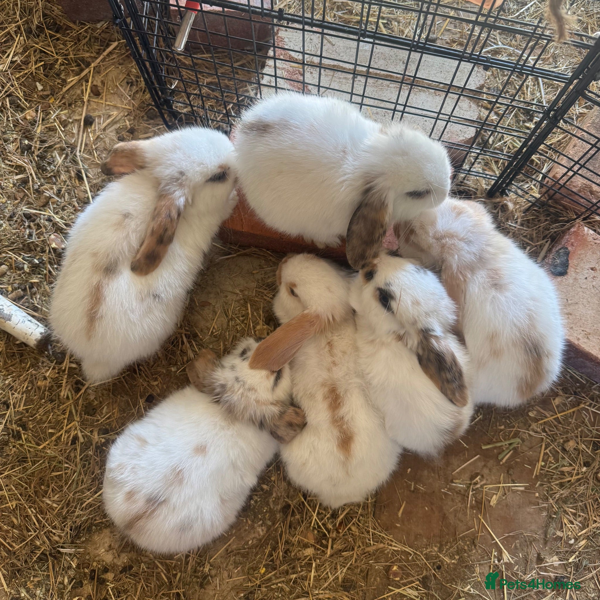 Mixed Breed rabbits Two babies ready to leave now (8 weeks old) - Advert 6
