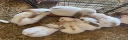Mixed Breed rabbits for sale: Two babies ready to leave now (8 weeks old) - Advert 1