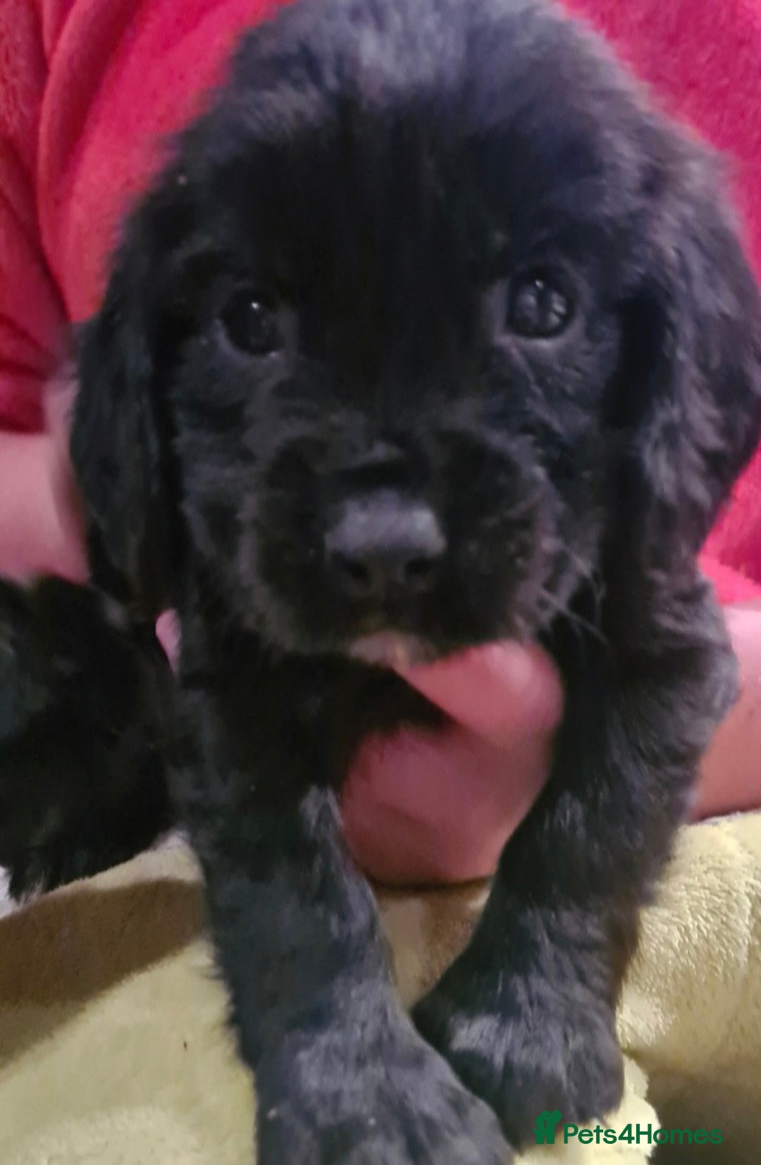 Sprocker dogs for sale: Stunning F1 Sprocker spaniel puppies - Image 9