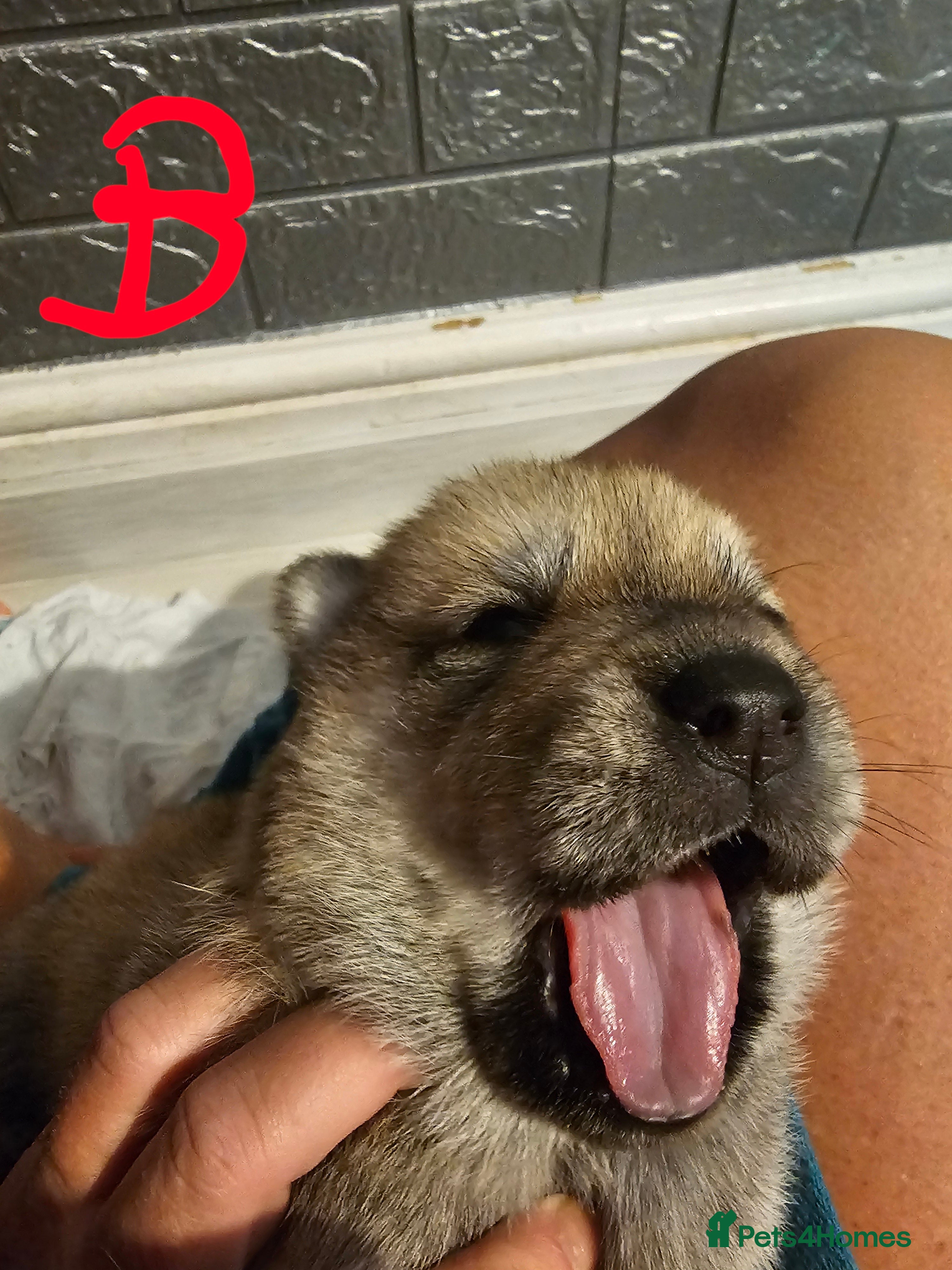 Mixed Breed dogs Chowsky puppies ready to go chow x siberian husky - Advert 7