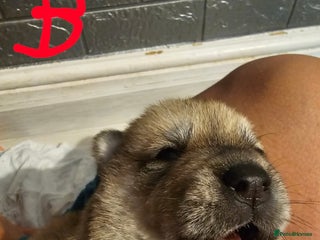 Mixed Breed dogs Chowsky puppies ready to go chow x siberian husky - Advert 3