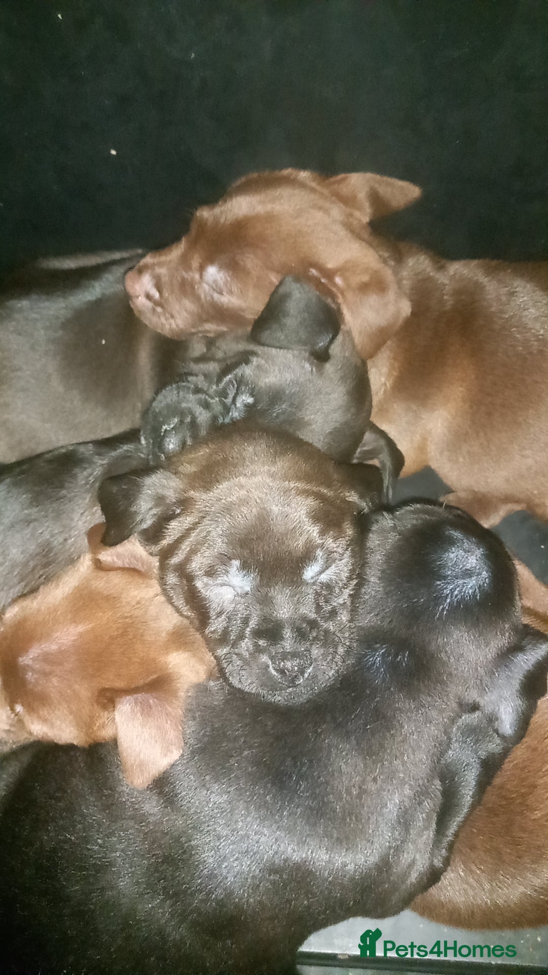 Patterjack dogs for sale: Patterdale - Advert 1