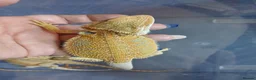 Bearded Dragon reptiles for sale: Baby bearded dragons  - Advert 8