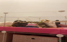 Guinea Pig rodents for sale: Two lovely boars with complete set up - Image 10