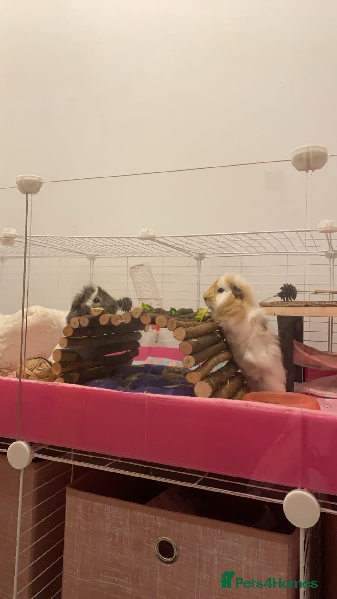 Guinea Pig rodents for sale: Two lovely boars with complete set up - Image 10