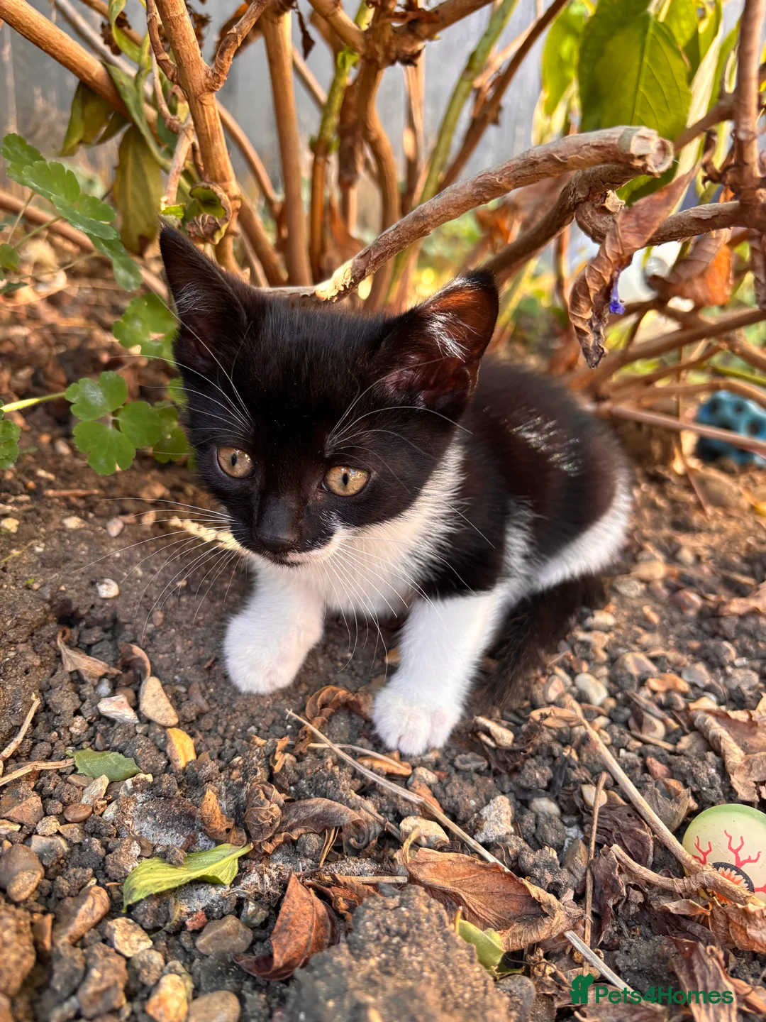 Mixed Breed cats for sale: Adorable kittens for sale  - Advert 37