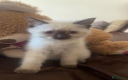 British Shorthair cats for sale: British Shorthairs For Sale - Image 7