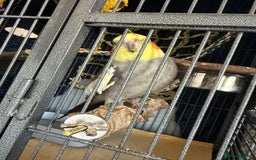 Cockatiels birds for sale: Tamed Male Cockatiel - Image 3