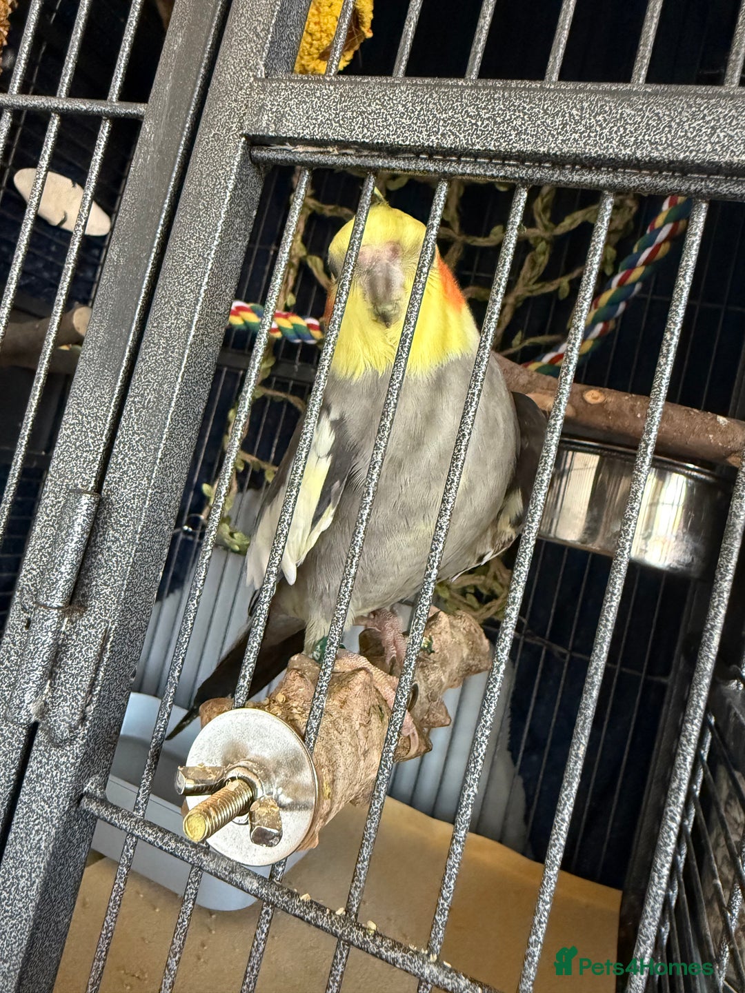 Cockatiels birds for sale: Tamed Male Cockatiel - Image 3