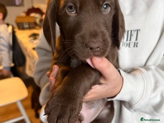 Cockerdor dogs F1 Cockerador Puppies - Advert 3