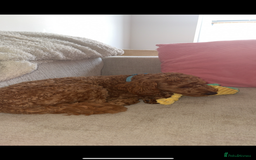 Maltipoo dogs for stud: Toy Red Maltipoo For Stud - Image 5
