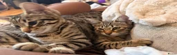 Savannah cats for sale: Ready to leave f4 kitten  - Advert 12