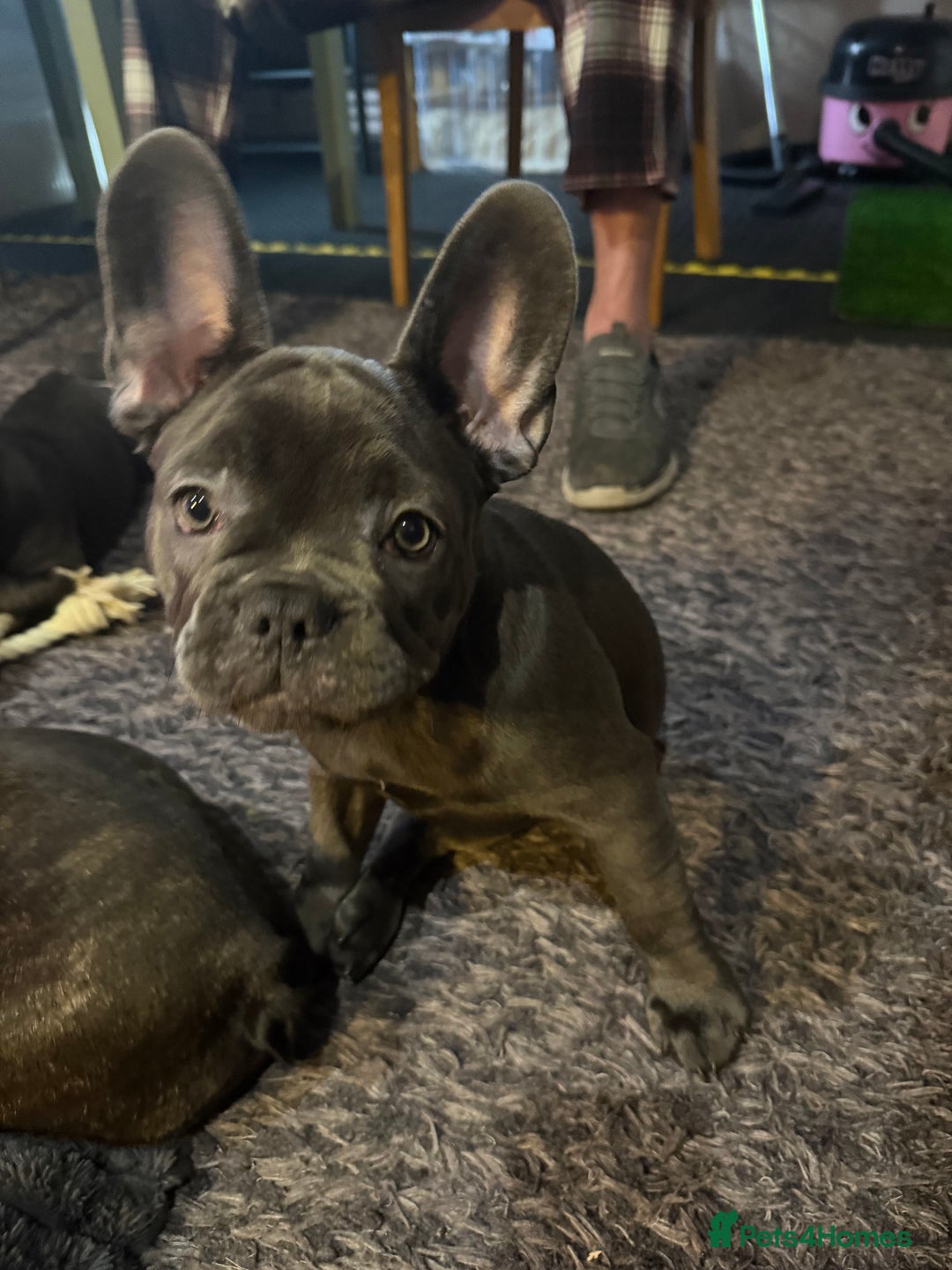 French Bulldog dogs for sale: Frenchie puppies for forever homes  - Advert 2