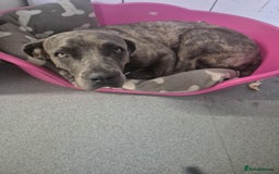 Cane Corso dogs for sale: Frankie in need of a loving home - Image 2