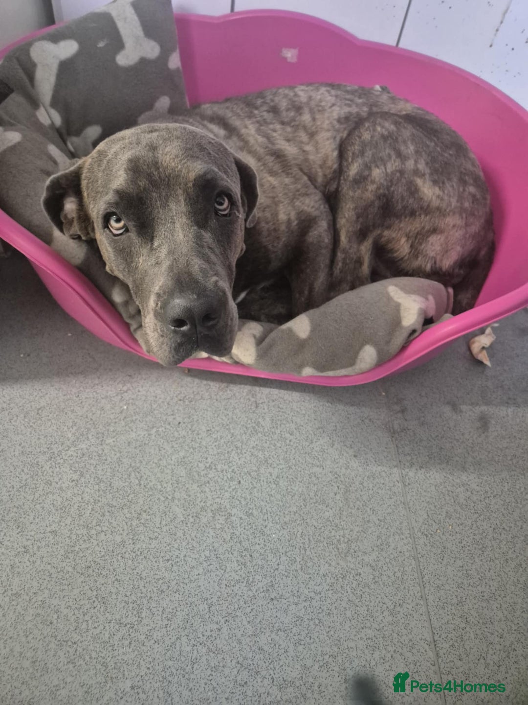 Cane Corso dogs for sale: Frankie in need of a loving home - Image 2