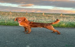 American Cocker Spaniel dogs for sale: Cocker spaniel male for sale - Advert 4