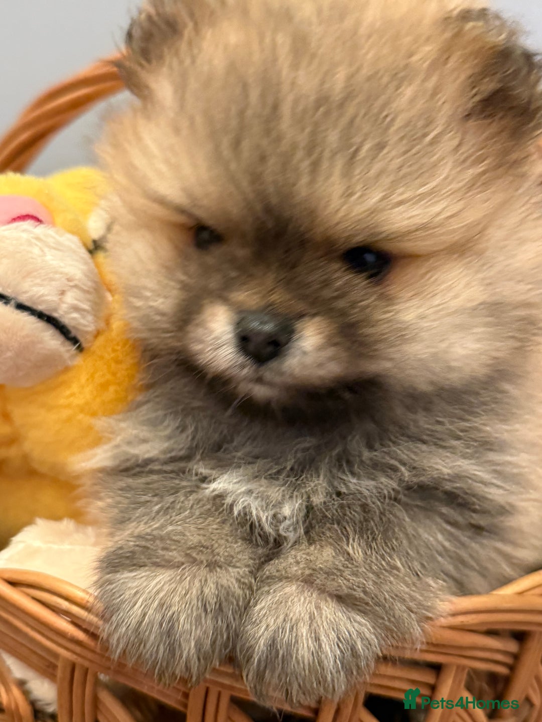 Pomeranian dogs for sale: Pomeranian puppies for sale .  - Advert 25