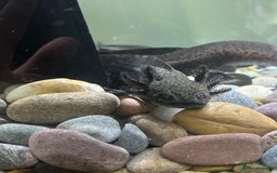 Axolotl reptiles for sale: Axolotl in Hunstanton - Image 4