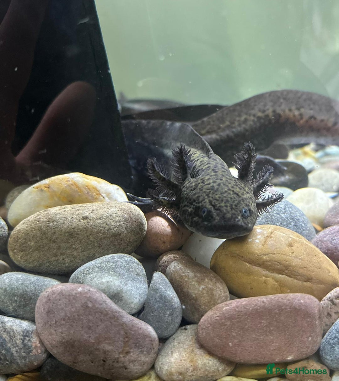 Axolotl reptiles for sale: Axolotl in Hunstanton - Image 4