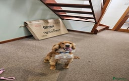 Cocker Spaniel dogs for sale: Cocker Spaniel pups - Advert 4