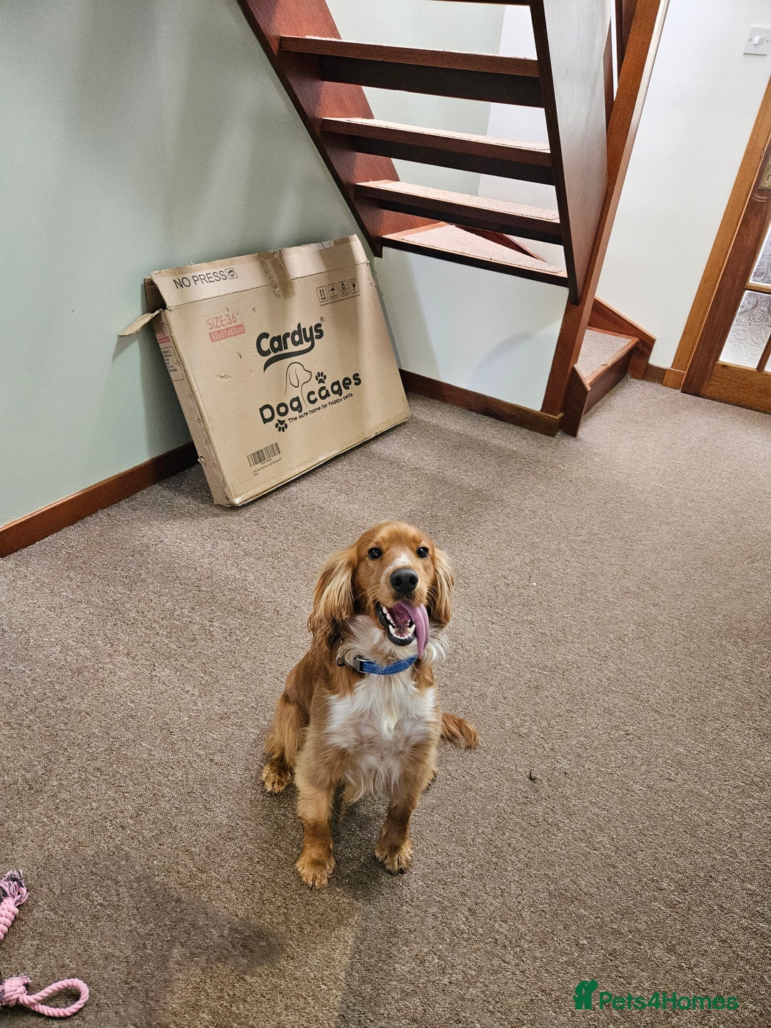 Cocker Spaniel dogs for sale: Cocker Spaniel pups - Advert 4