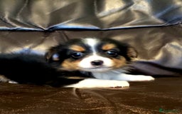 Australian Shepherd dogs for sale: Miniature Australian Shepherds ASDR - Image 5