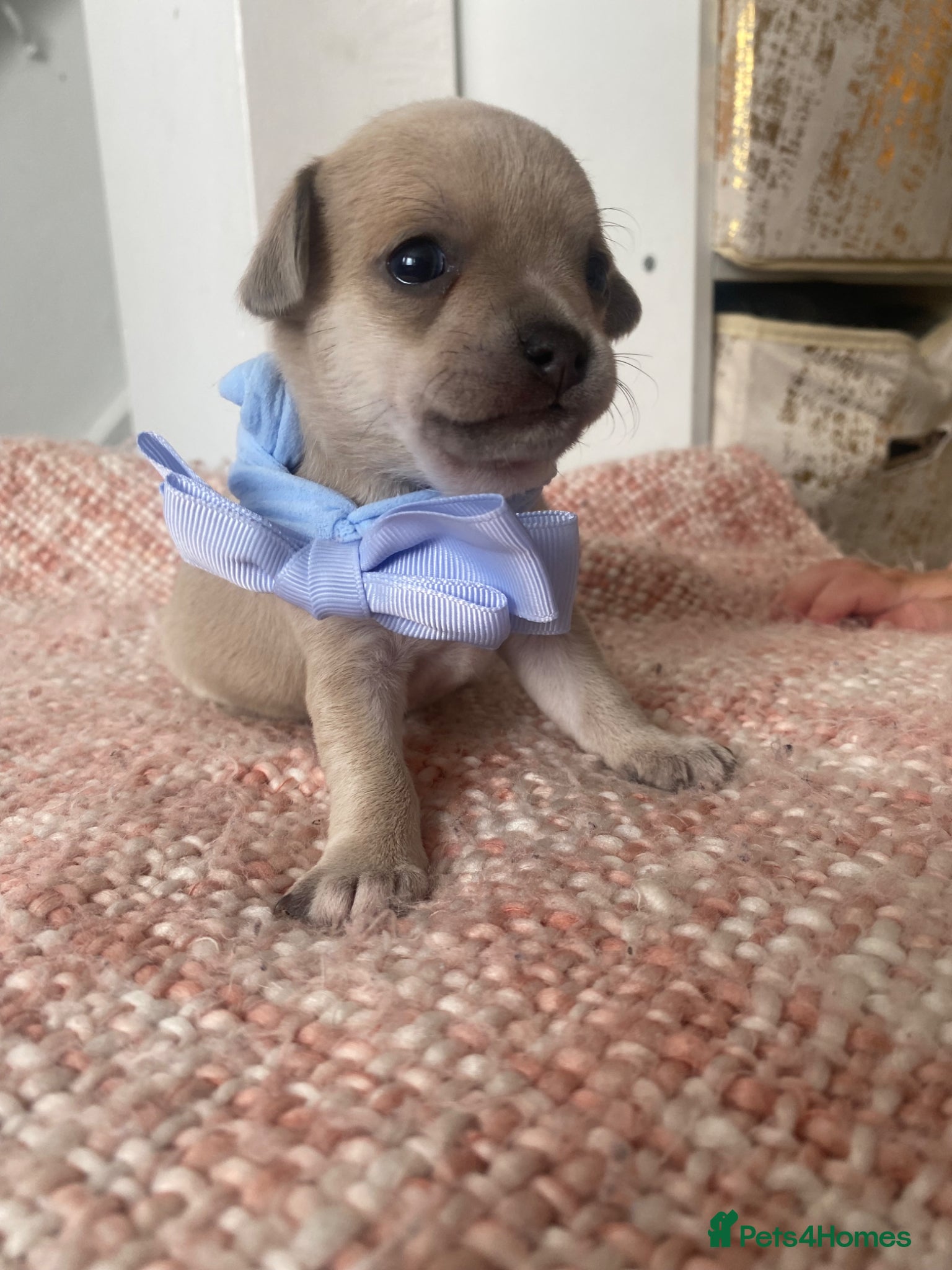Chihuahua dogs Chihuahua puppies 3 💙Ánd 2🩷! - Advert 15