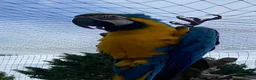 Parrots birds for sale: Male Macaw needing a new home  - Advert 4