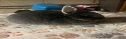 Netherland Dwarf rabbits for sale: blue otter Netherland dwarf does - Advert 13