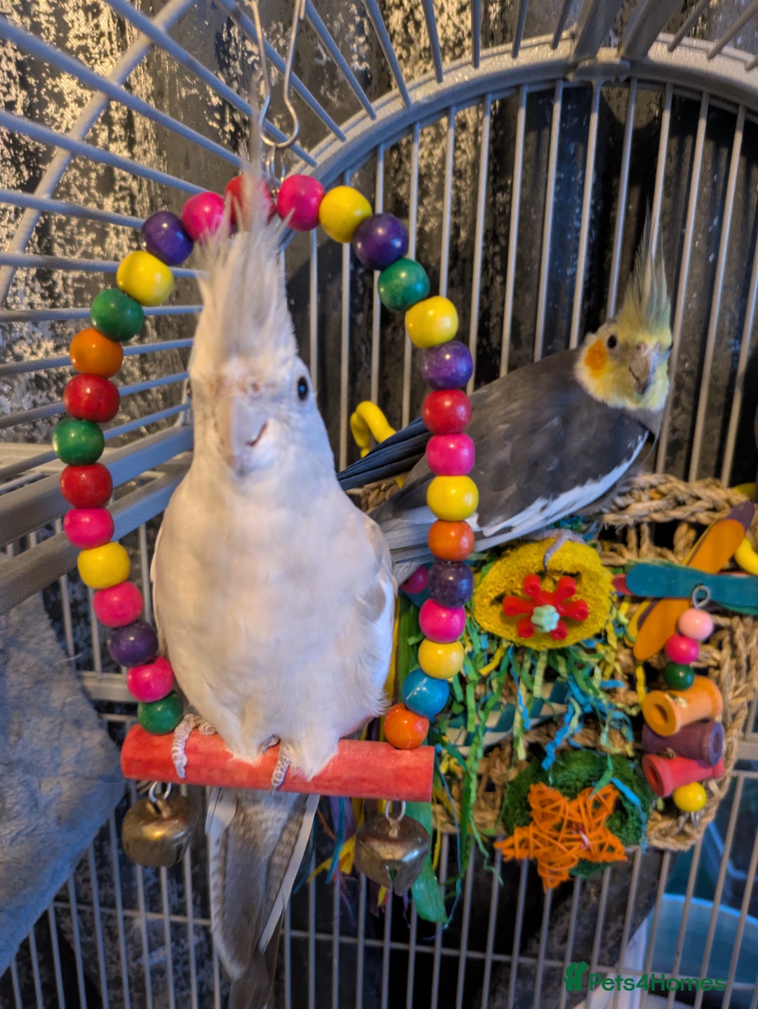 Cockatiels birds for sale: Stunning cocktails for sale - Image 5